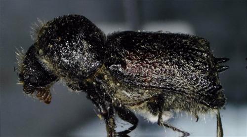 Sinoxylon muricatum